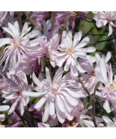 Star Magnolia (Stellata) 'Waterlily'