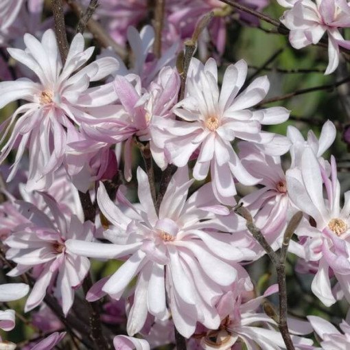 Star Magnolia (Stellata) 'Waterlily'