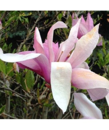 Magnolia 'George Henry Kern' pot, 2L