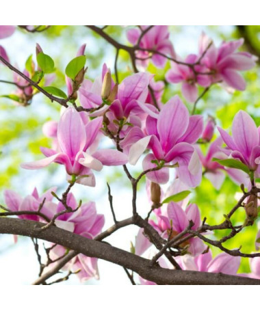 Magnolia 'George Henry Kern'