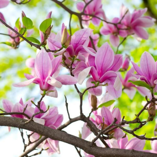 Magnolia 'George Henry Kern'