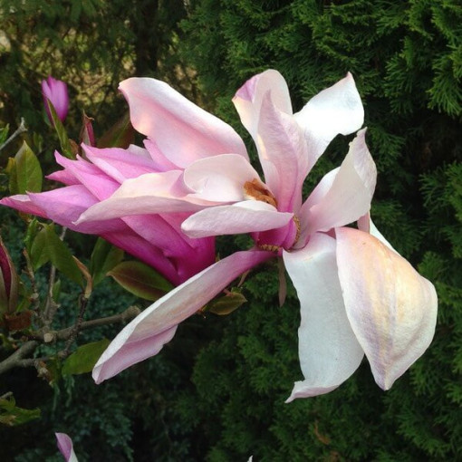 Magnolia 'George Henry Kern'