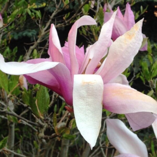 Magnolia 'George Henry Kern'