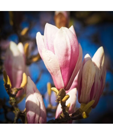 Magnolia 'Galaxy'
