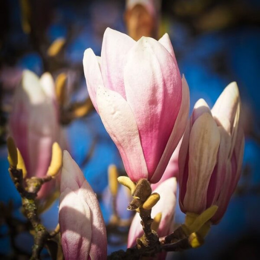 Magnolia 'Galaxy'