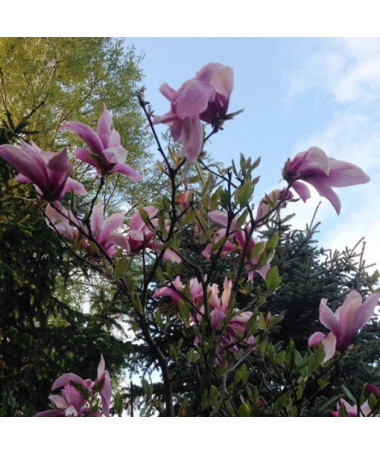 Magnolia 'Galaxy'