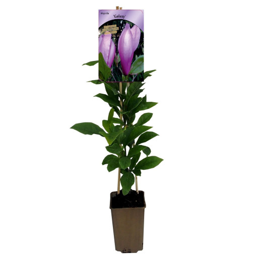 Magnolia 'Galaxy'