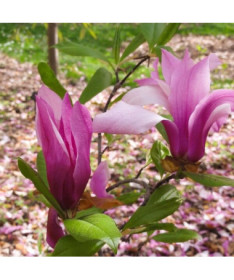 Magnolia 'Betty' pot, 2L