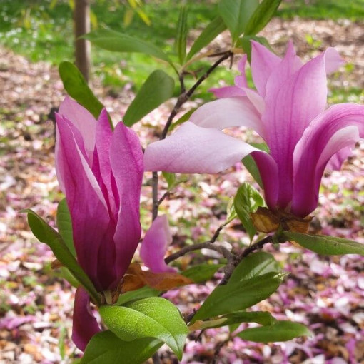 Magnolia 'Betty'