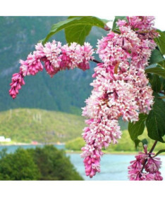 Lilac Syringa Reflexa cont., 2L