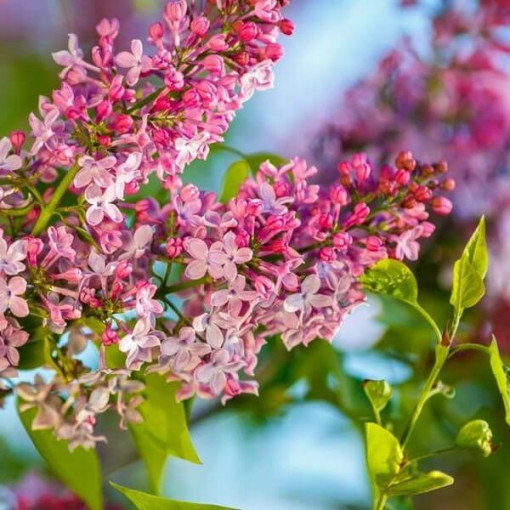 Lilac Syringa Reflexa cont., 2L