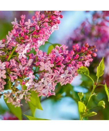Lilac Syringa Reflexa