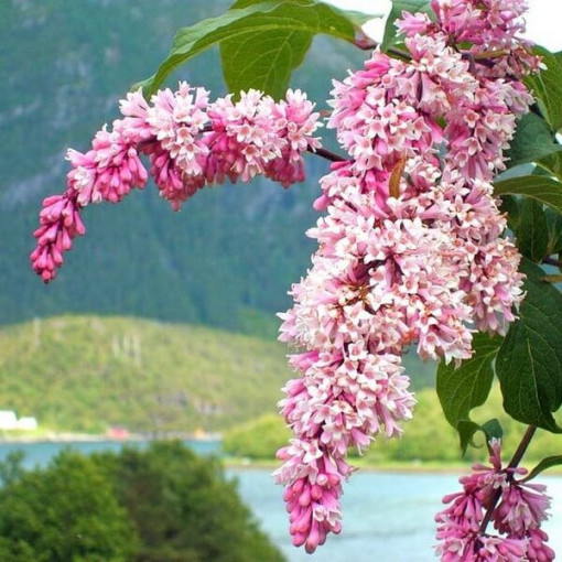 Lilac Syringa Reflexa