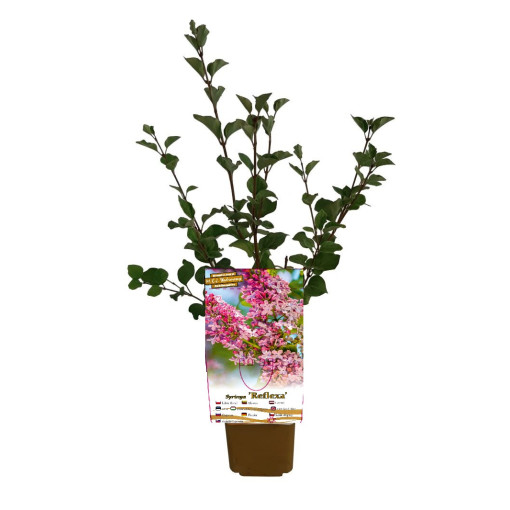 Lilac Syringa Reflexa