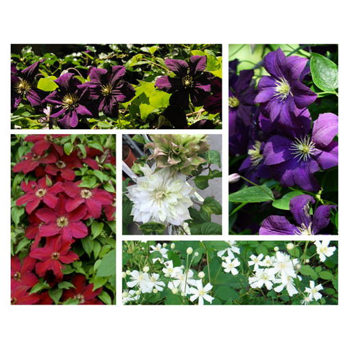 Set of 5 pcs - Clematis in 4L pot