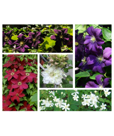 Set of 5 pcs - Clematis in 4L pot