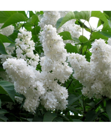 Lilac common 'Mme Florent Stepman' P9/C1