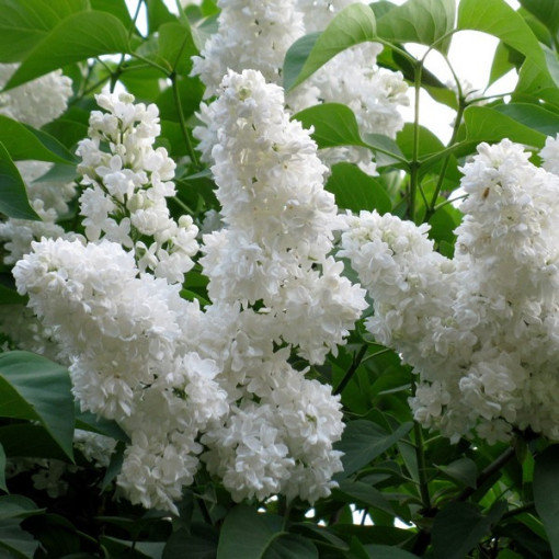 Lilac common 'Mme Florent Stepman' P9/C1