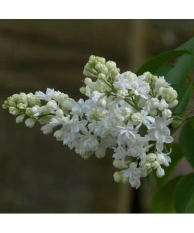 Canadian Lilac (Syringa) 'Agnes Smith' pot, 2L