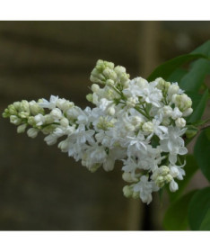 Canadian Lilac (Syringa) 'Agnes Smith' pot, 2L