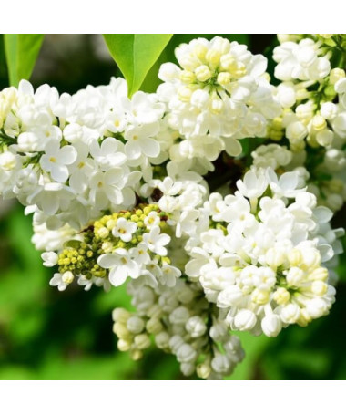 Canadian Lilac (Syringa) 'Agnes Smith' pot, 2L