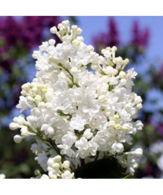 Canadian Lilac (Syringa) 'Agnes Smith'