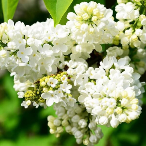 Canadian Lilac (Syringa) 'Agnes Smith'