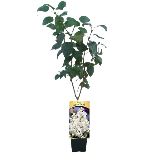 Canadian Lilac (Syringa) 'Agnes Smith'