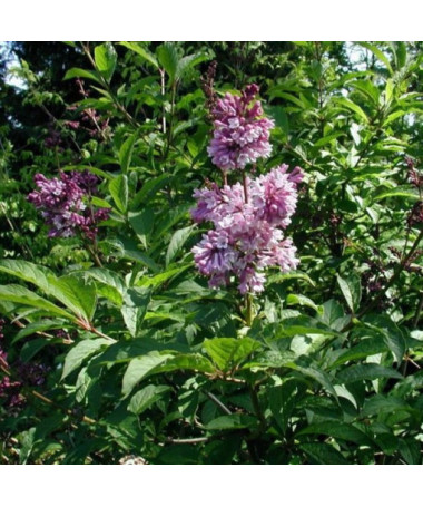 Hungarian Lilac (Syringa) 'Josika'