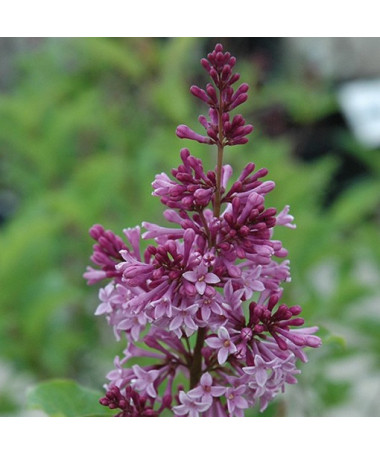 Lilac (Syringa) 'Royalty', container, 2L