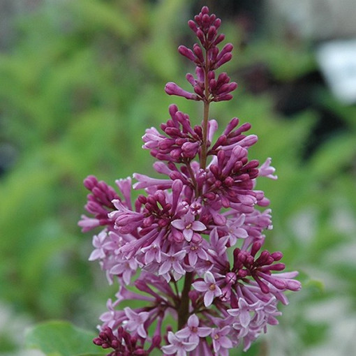 Lilac (Syringa) 'Royalty', container, 2L