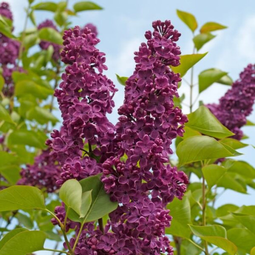 Lilac (Syringa) 'Royalty'