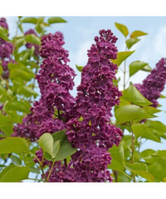 Lilac (Syringa) 'Royalty'