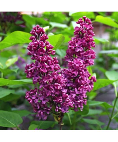Lilac (Syringa) 'Royalty'