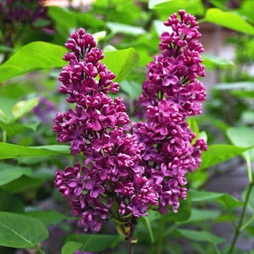 Lilac (Syringa) 'Royalty'