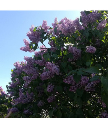 Lilac (Syringa) laciniata 2L pot
