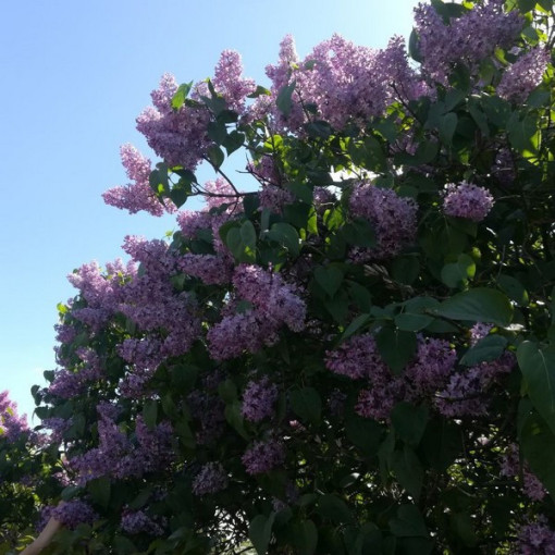 Lilac (Syringa) laciniata 2L pot