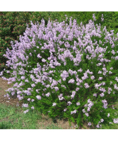 Lilac (Syringa) laciniata 2L pot