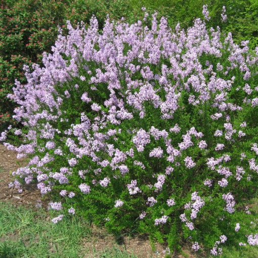 Lilac (Syringa) laciniata 2L pot