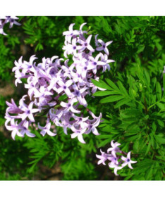 Lilac (Forsythia) Syringa laciniata P9/C1