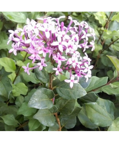 Lilac (Syringa) Red Pixie pot, 2L