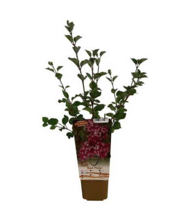 Lilac (Syringa) Red Pixie pot, 2L