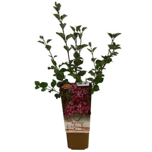 Lilac (Syringa) Red Pixie pot, 2L