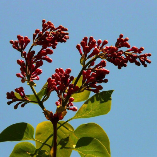 Lilac (Syringa) Red Pixie