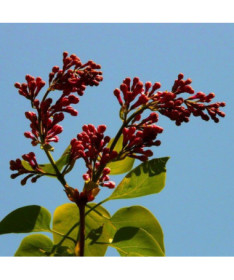 Lilac (Syringa) Red Pixie