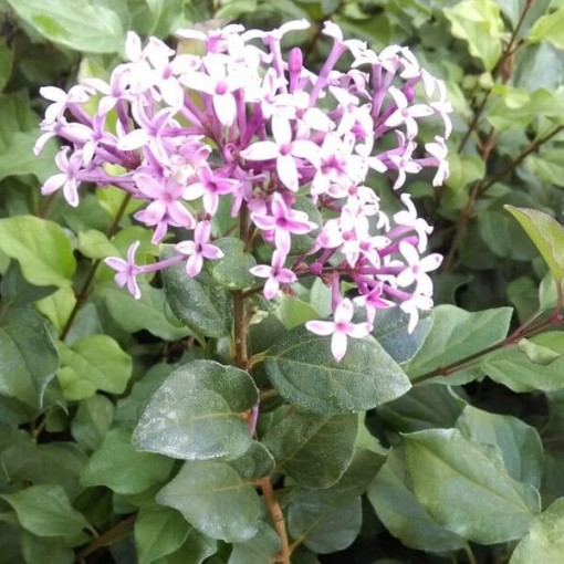 Lilac (Syringa) Red Pixie