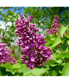 Lilac (Syringa) Prestony 'Elinor' Potted, 2L