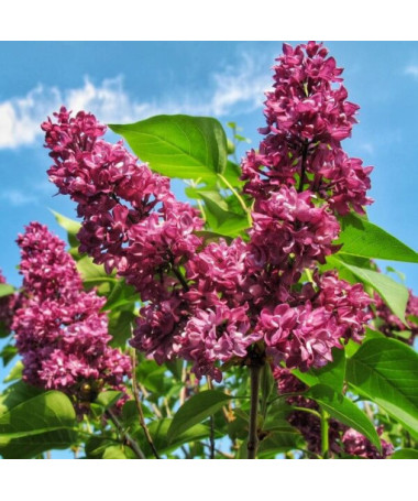 Lilac (Syringa) Prestony 'Elinor' Potted, 2L