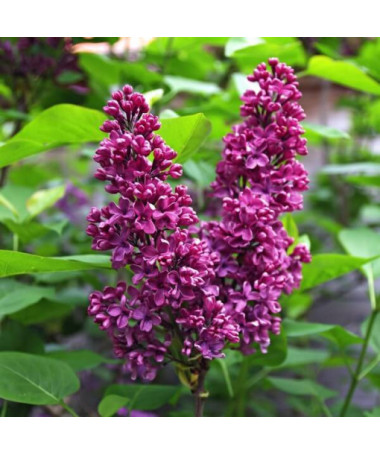 Lilac (Syringa) Prestony 'Elinor'