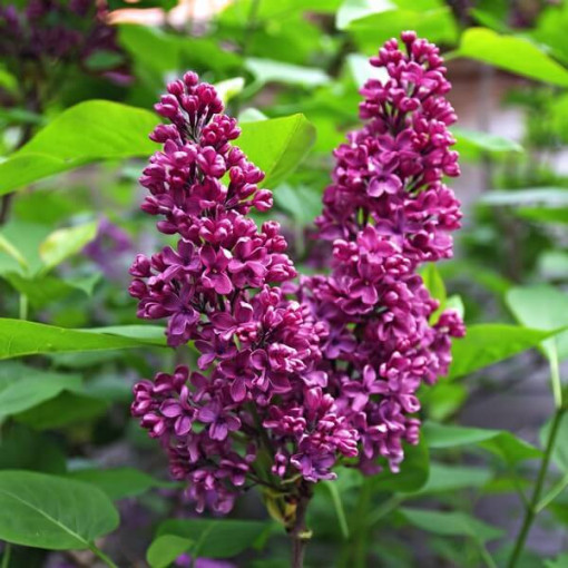 Lilac (Syringa) Prestony 'Elinor'